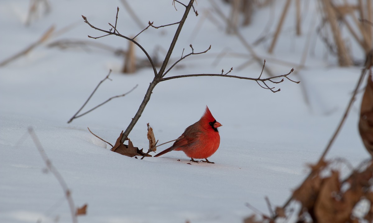 Northern Cardinal - ML304991561