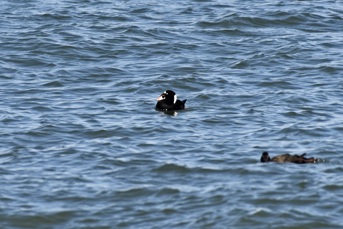 Surf Scoter - ML304992161