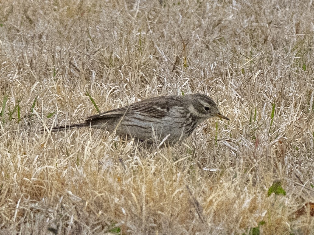 American Pipit - Peter Assmann