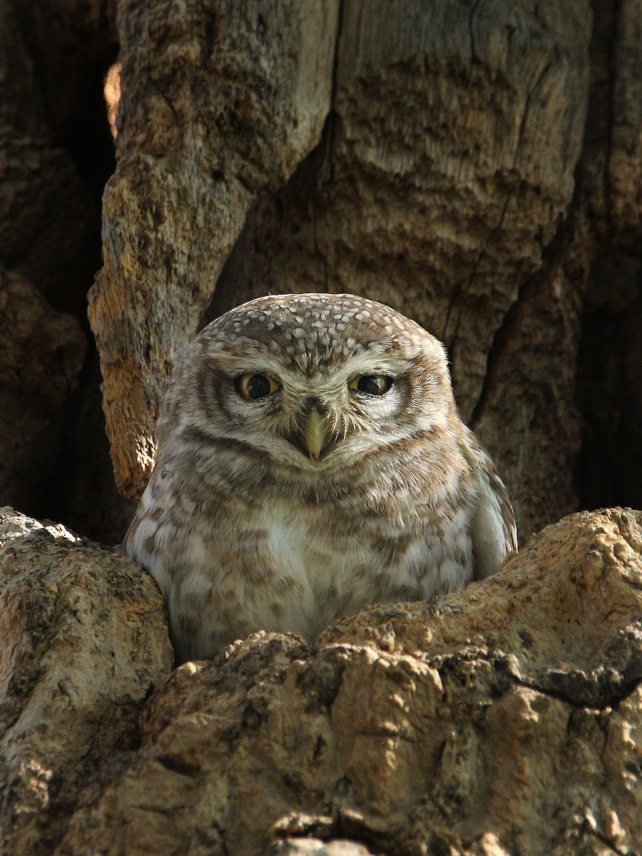 Spotted Owlet - Dharam Veer Singh Jodha