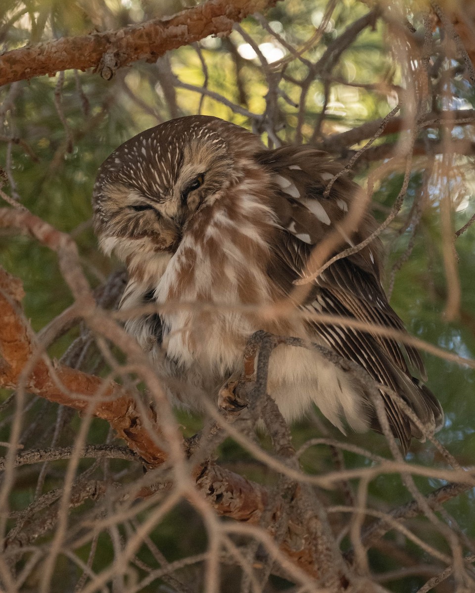 Northern Saw-whet Owl - Ross Bartholomew