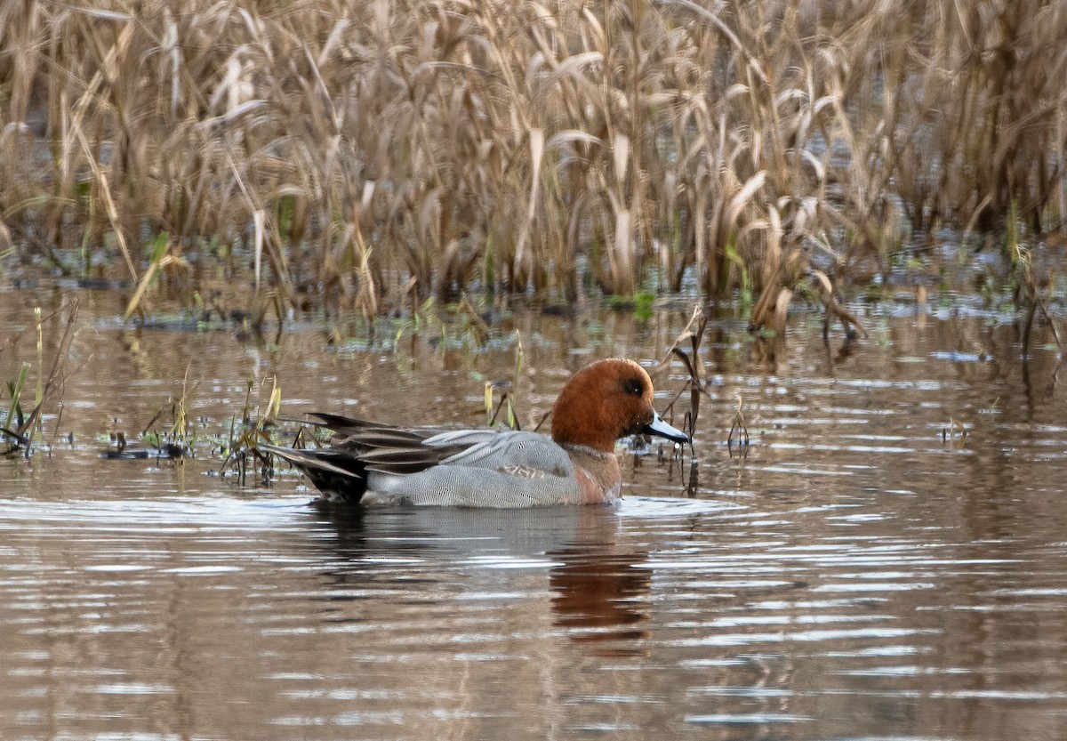 Eurasian Wigeon - ML304995811