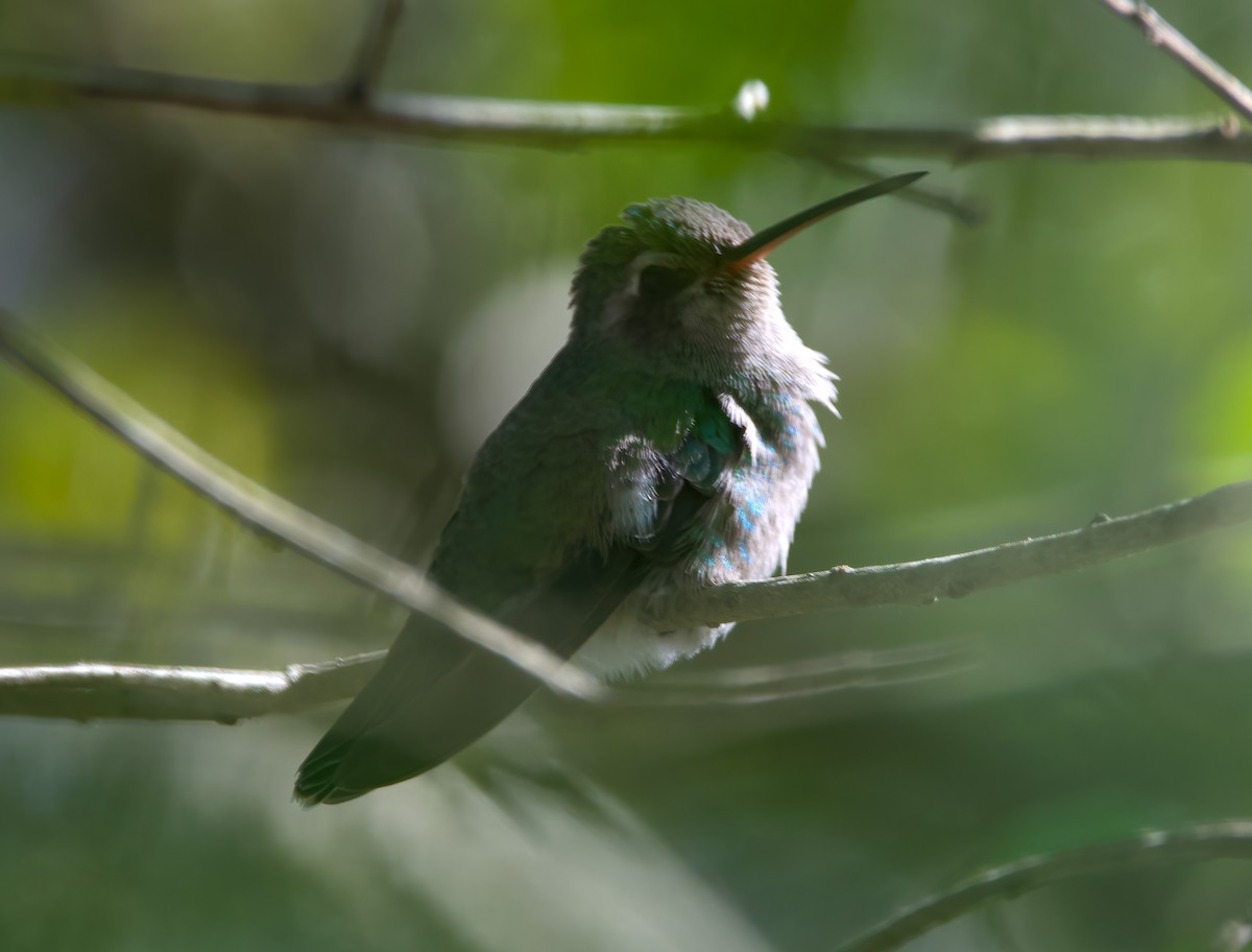 Broad-billed Hummingbird - ML304995851