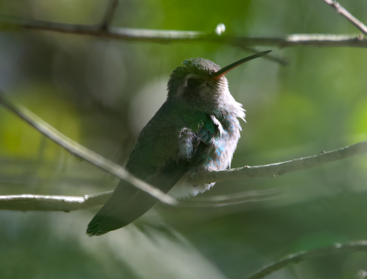 Colibrí Piquiancho Común - ML304995851