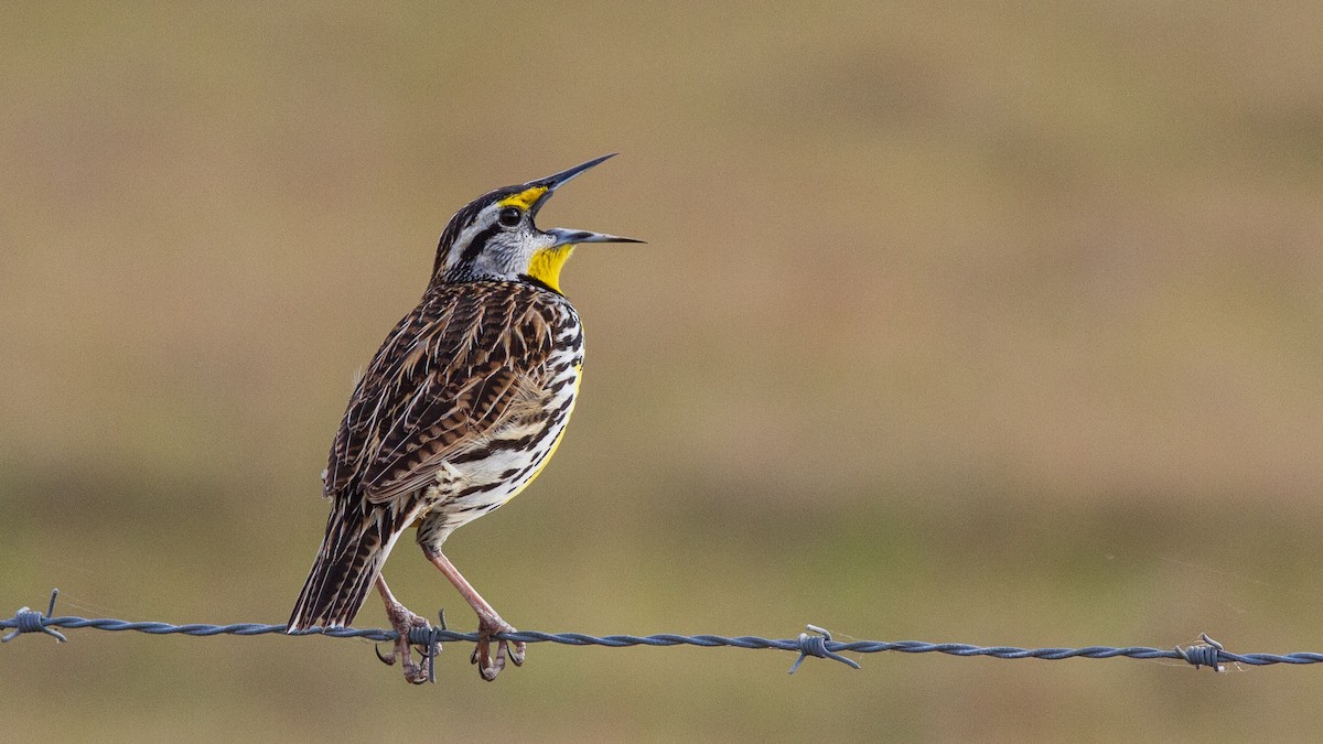 Eastern Meadowlark - ML304996621