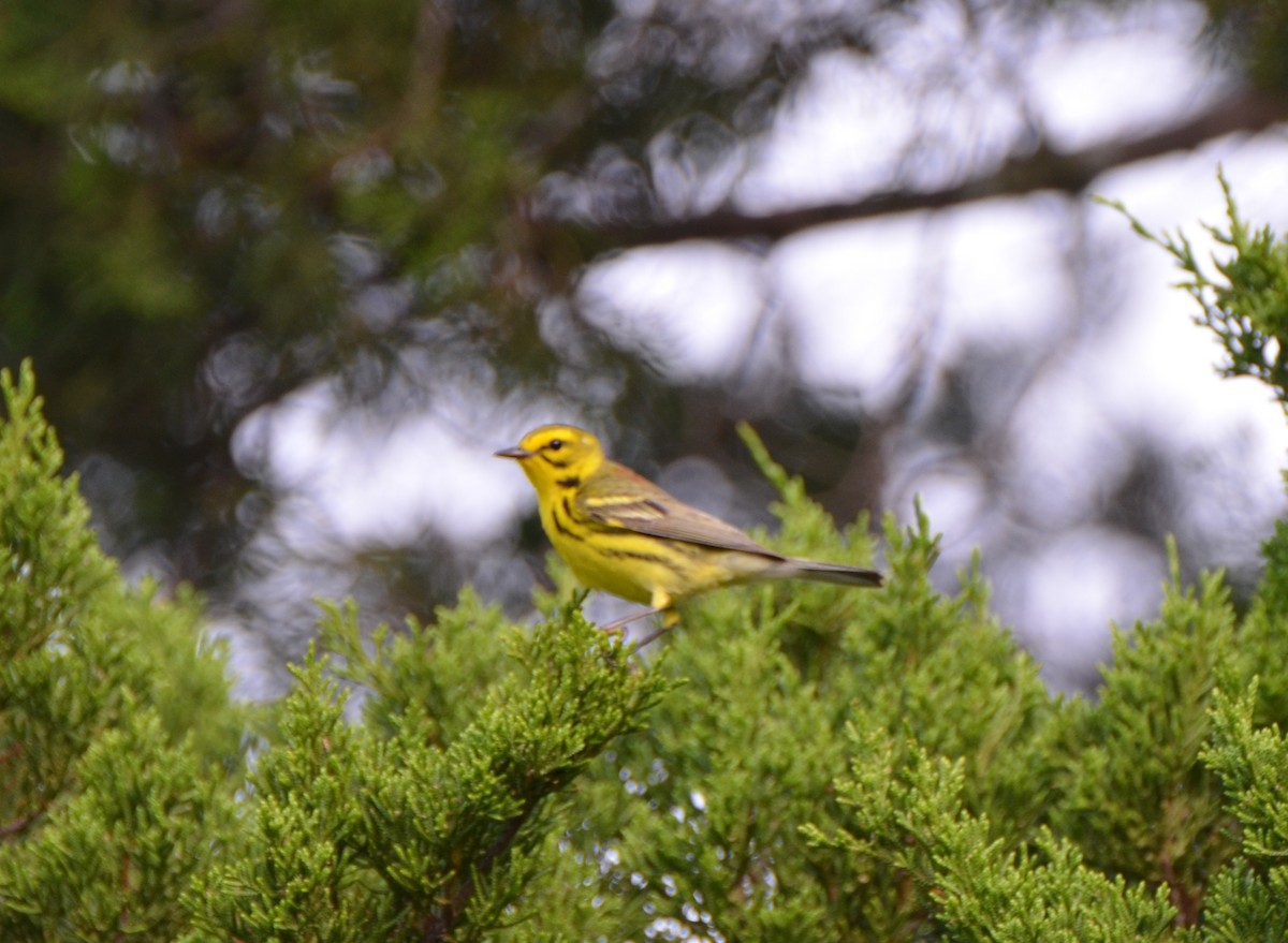 Prairie Warbler - Jody Shugart