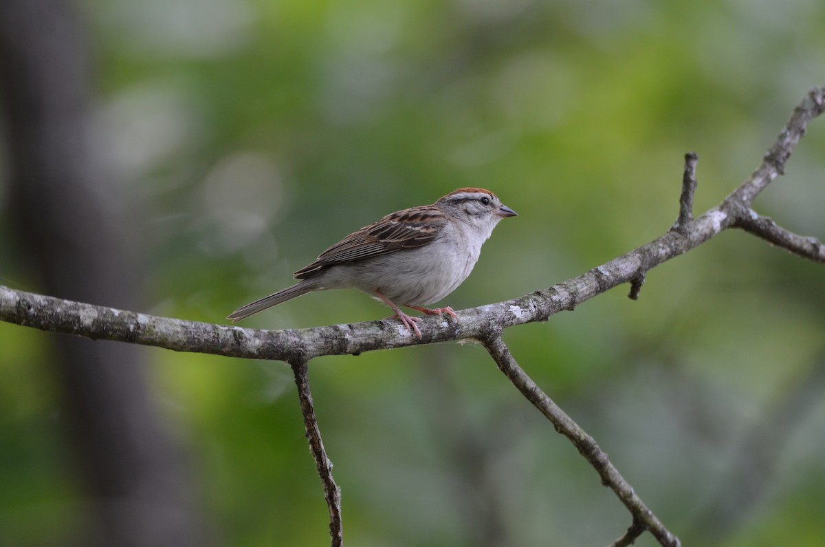 Chipping Sparrow - Jody Shugart