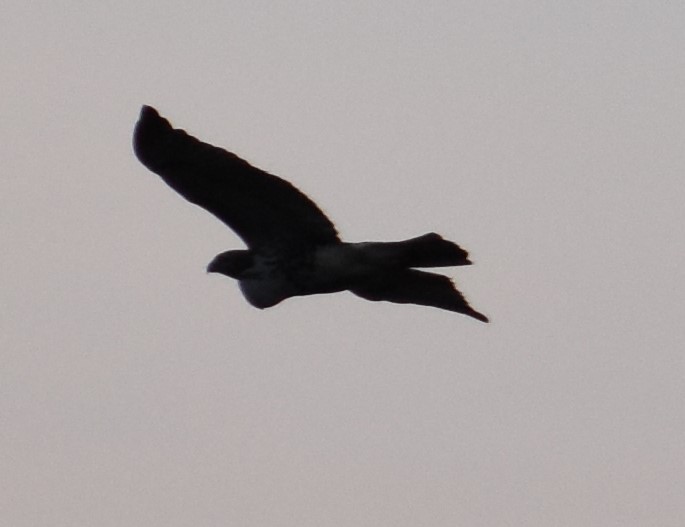 Red-tailed Hawk - Jacki Gerber
