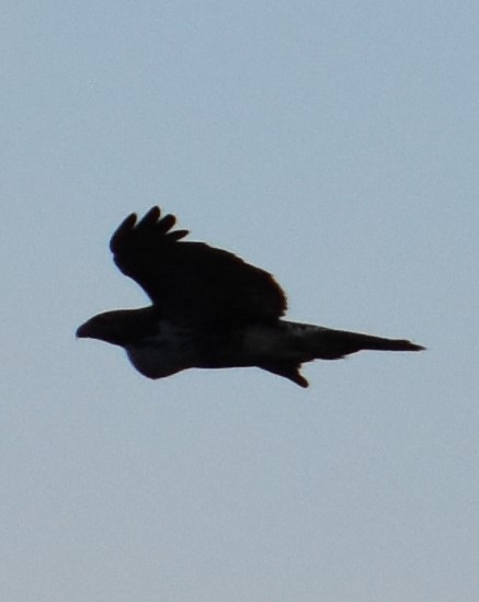 Red-tailed Hawk - Jacki Gerber