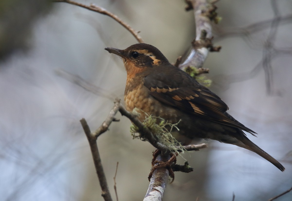 Varied Thrush - ML305004401