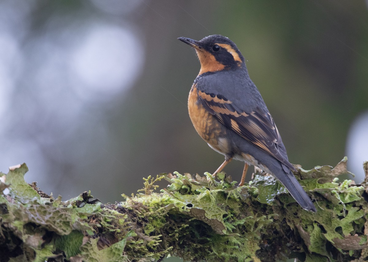 Varied Thrush - ML305004451