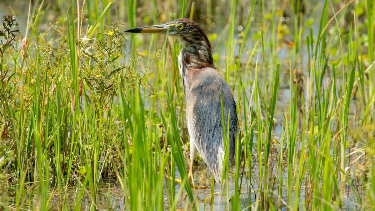 Chinese Pond-Heron - ML305005021