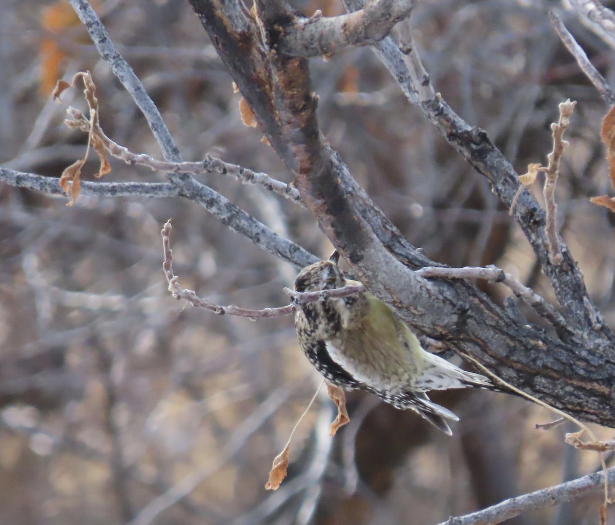 Yellow-bellied Sapsucker - ML305005041