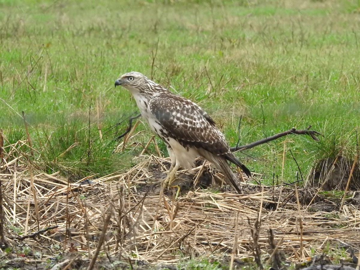 Red-tailed Hawk - ML305005901