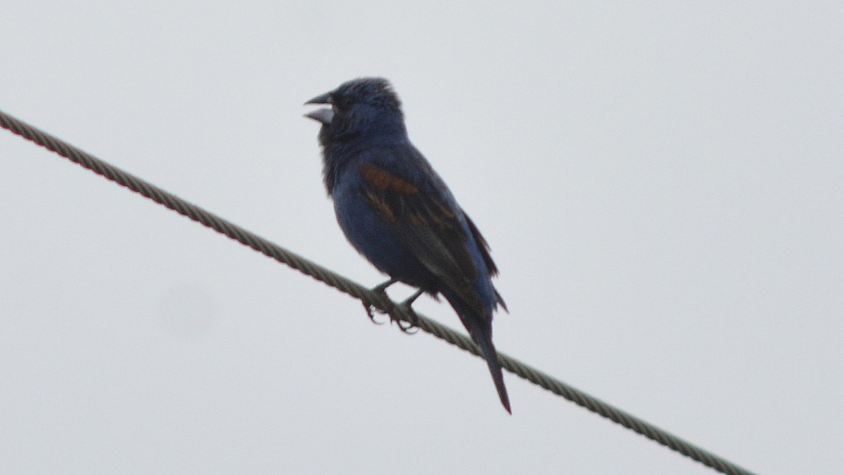 Blue Grosbeak - ML30501171