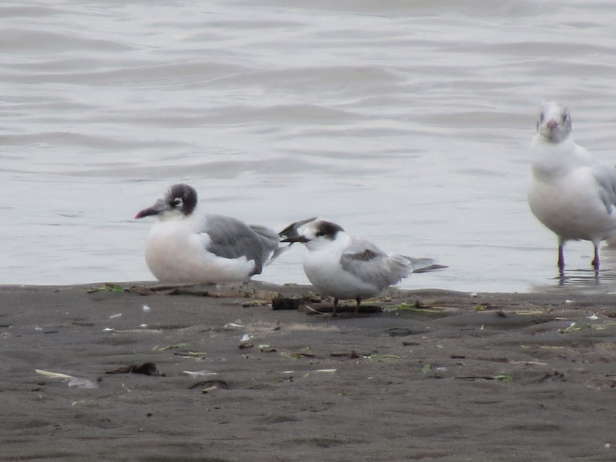 Common Tern - ML305011911