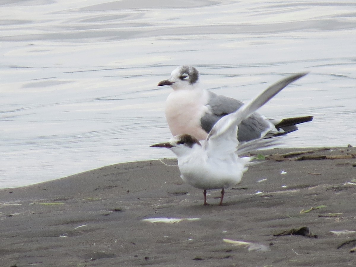 Common Tern - ML305011941