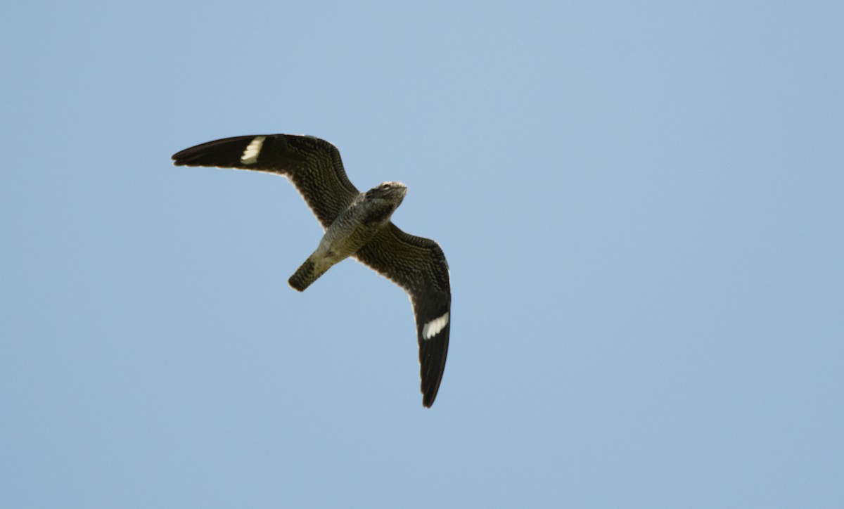 Common Nighthawk - ML305011981