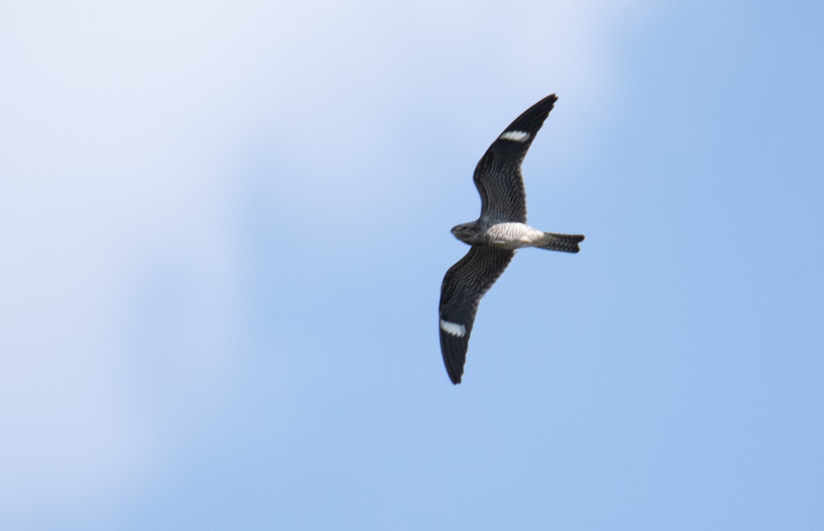 Common Nighthawk - ML305012011