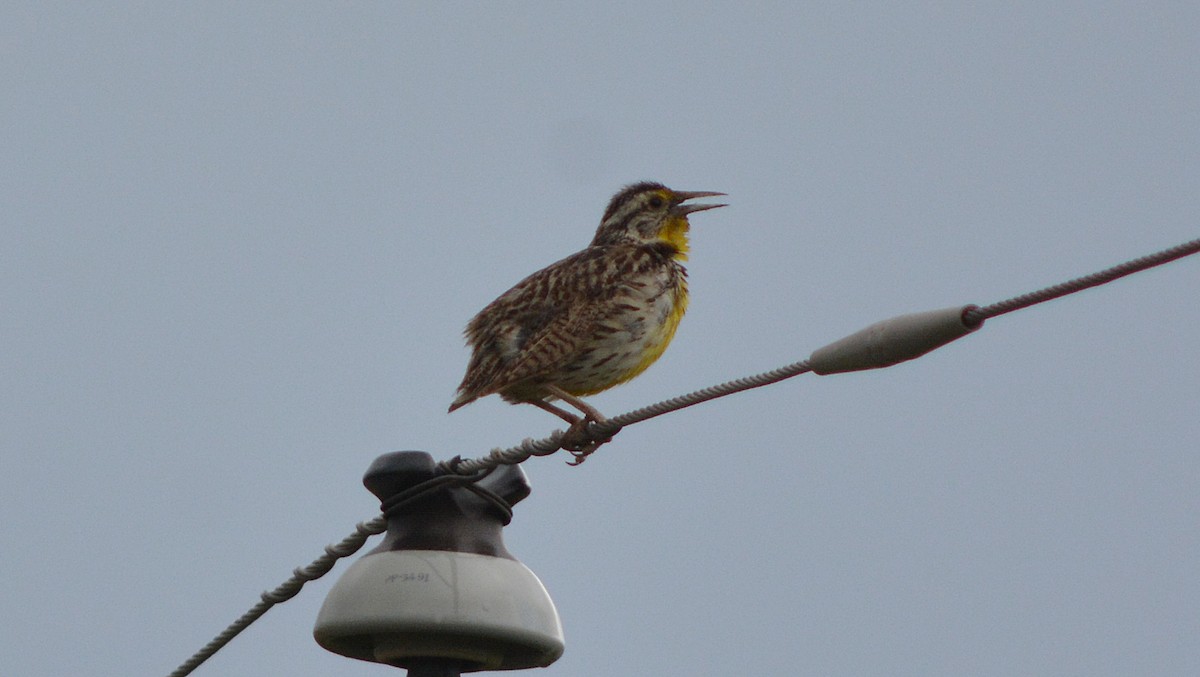 Western Meadowlark - ML30501271