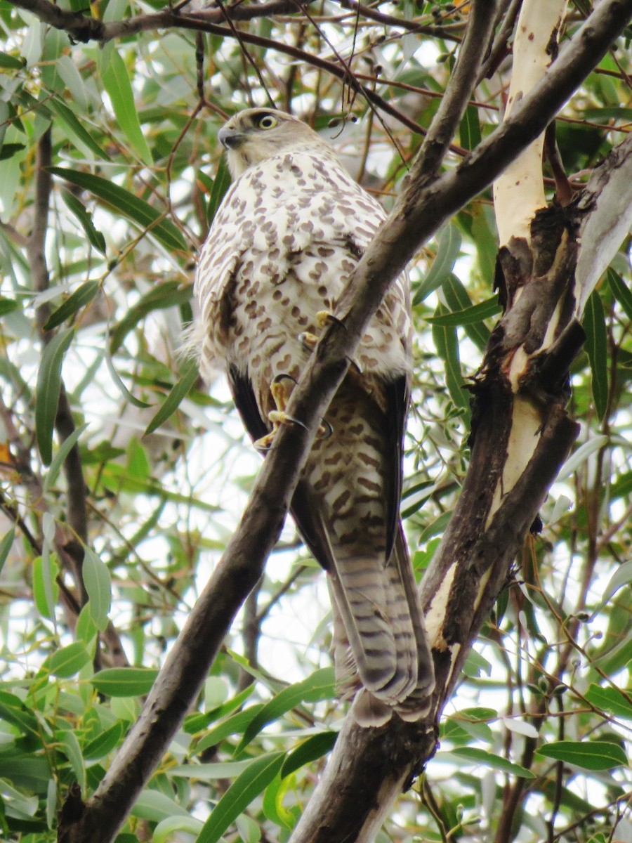 Collared Sparrowhawk - Richard Arnold