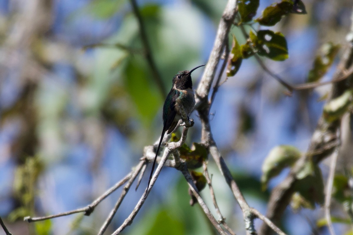 Colibri à queue singulière - ML305013901