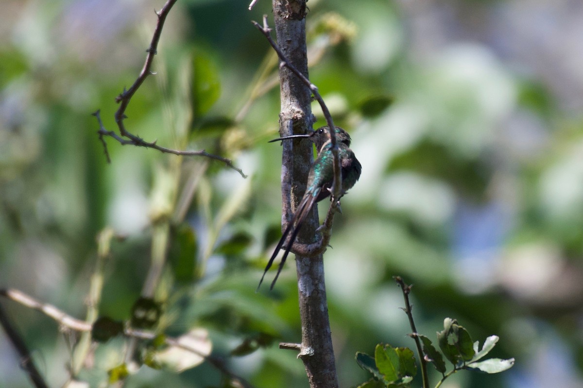 Colibri à queue singulière - ML305013911