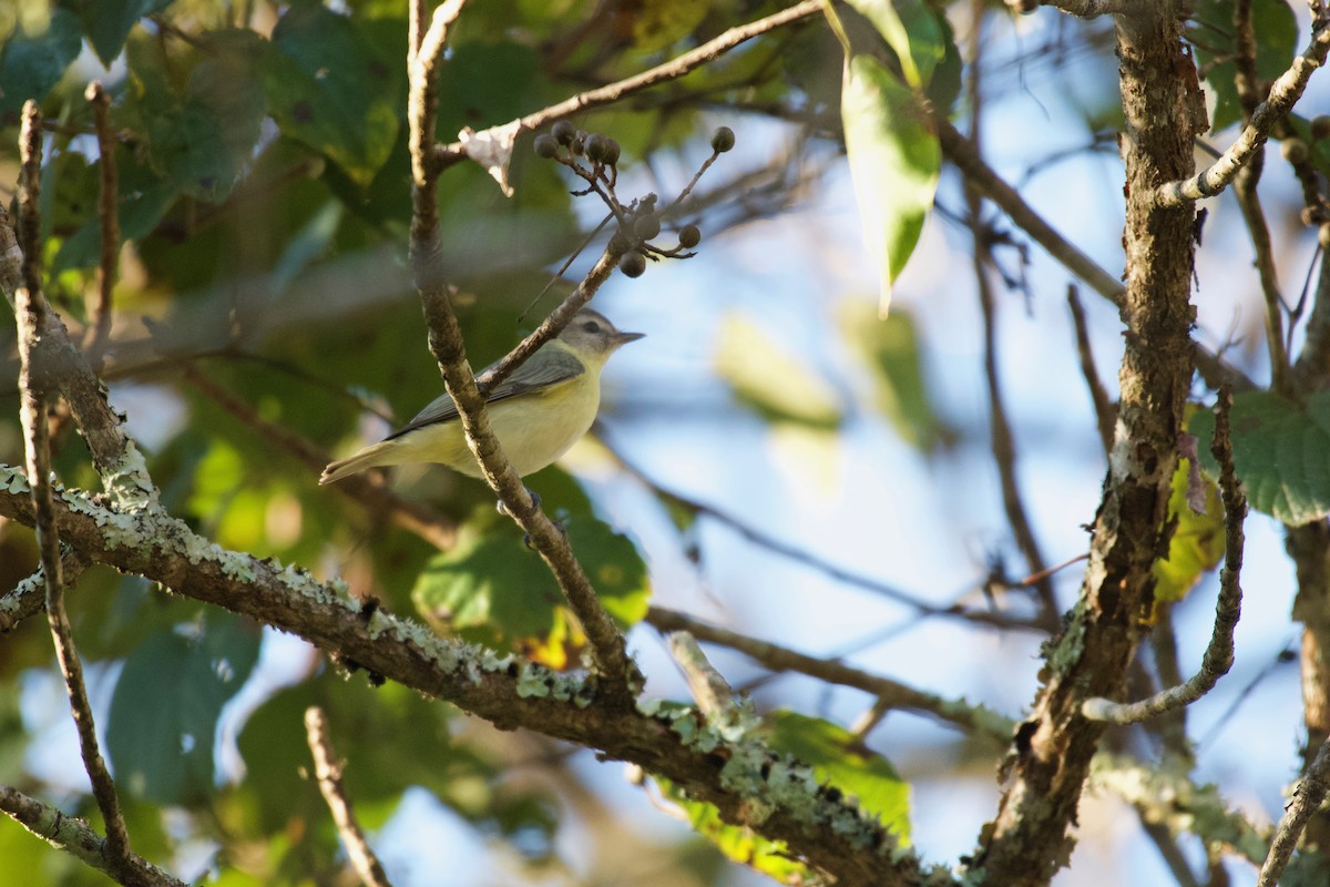 Philadelphia Vireo - Johan Bergkvist