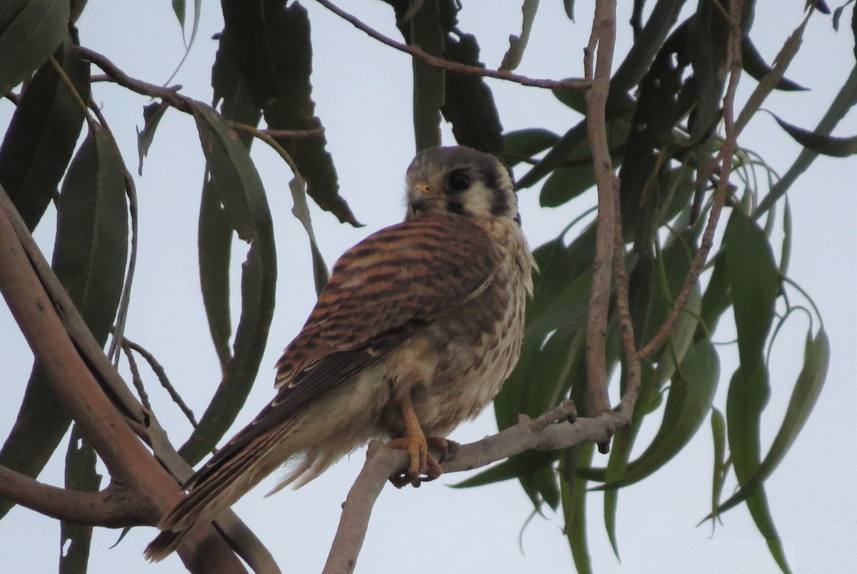 American Kestrel - ML305015441