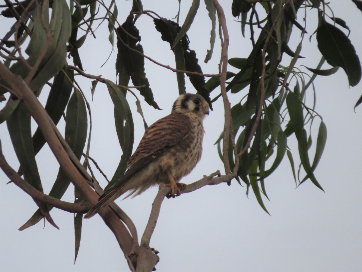 American Kestrel - ML305015451