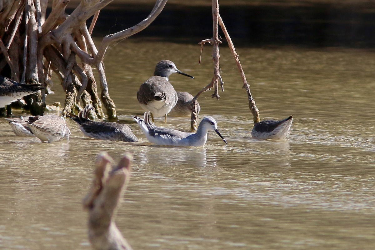 Wilson's Phalarope - ML30501591