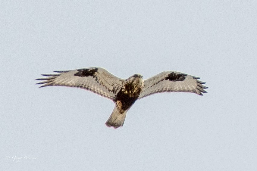 Rough-legged Hawk - ML305017431