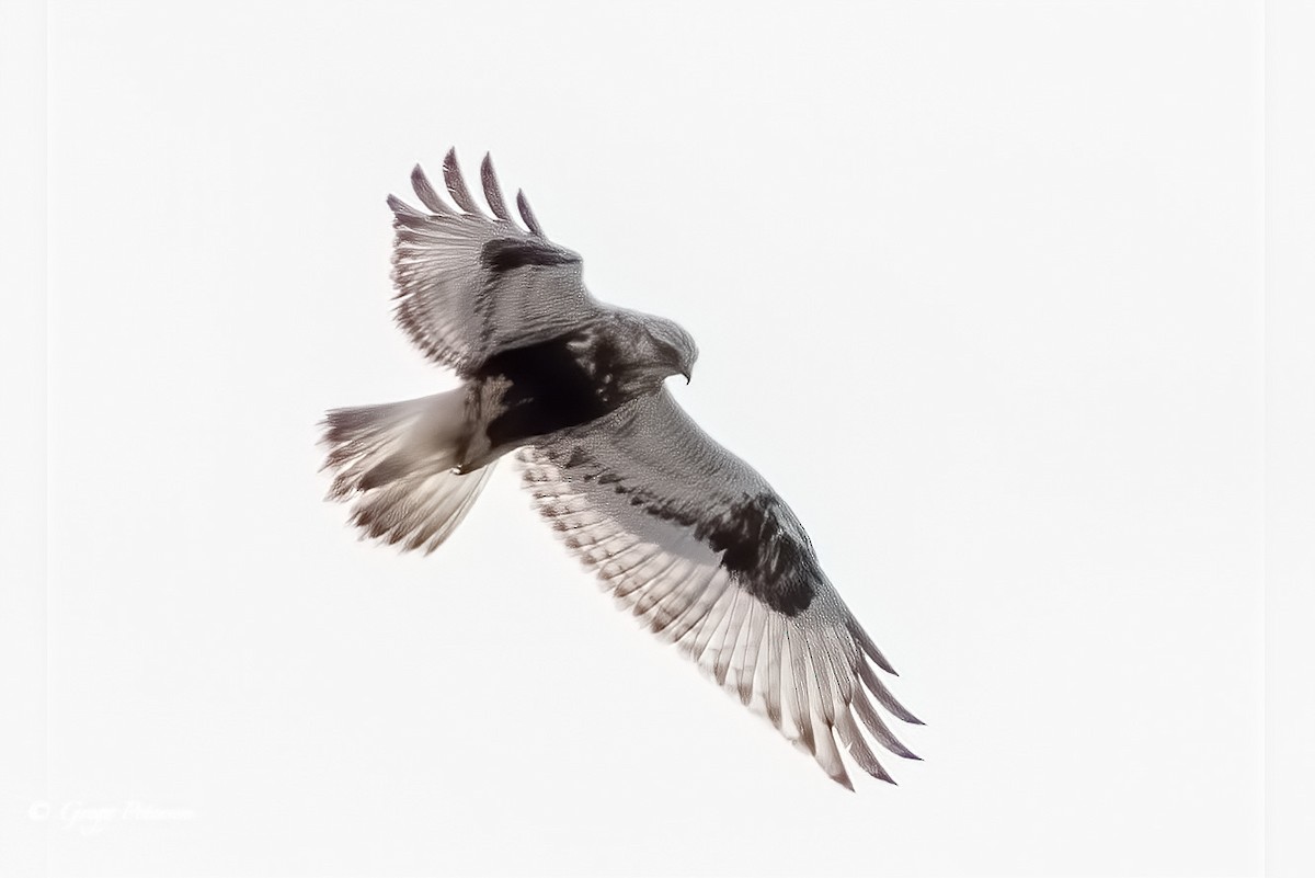 Rough-legged Hawk - ML305017471