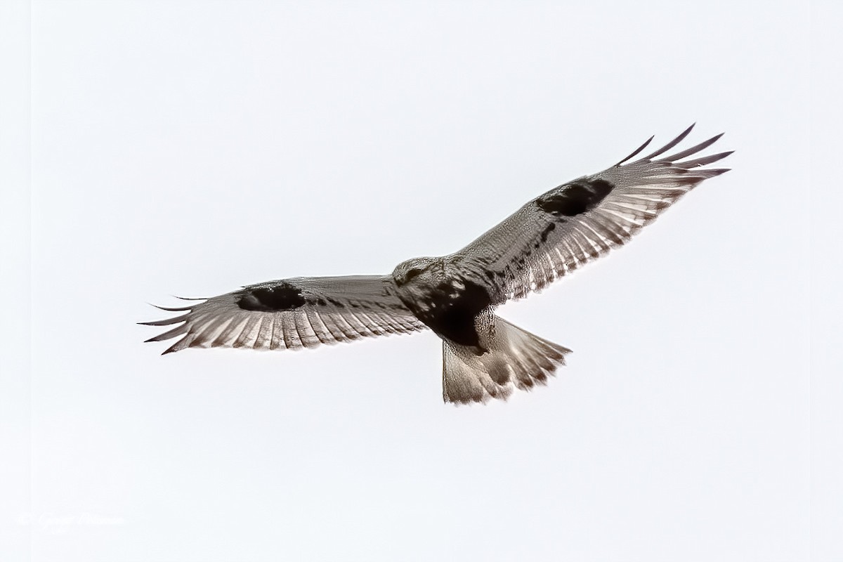 Rough-legged Hawk - ML305017491