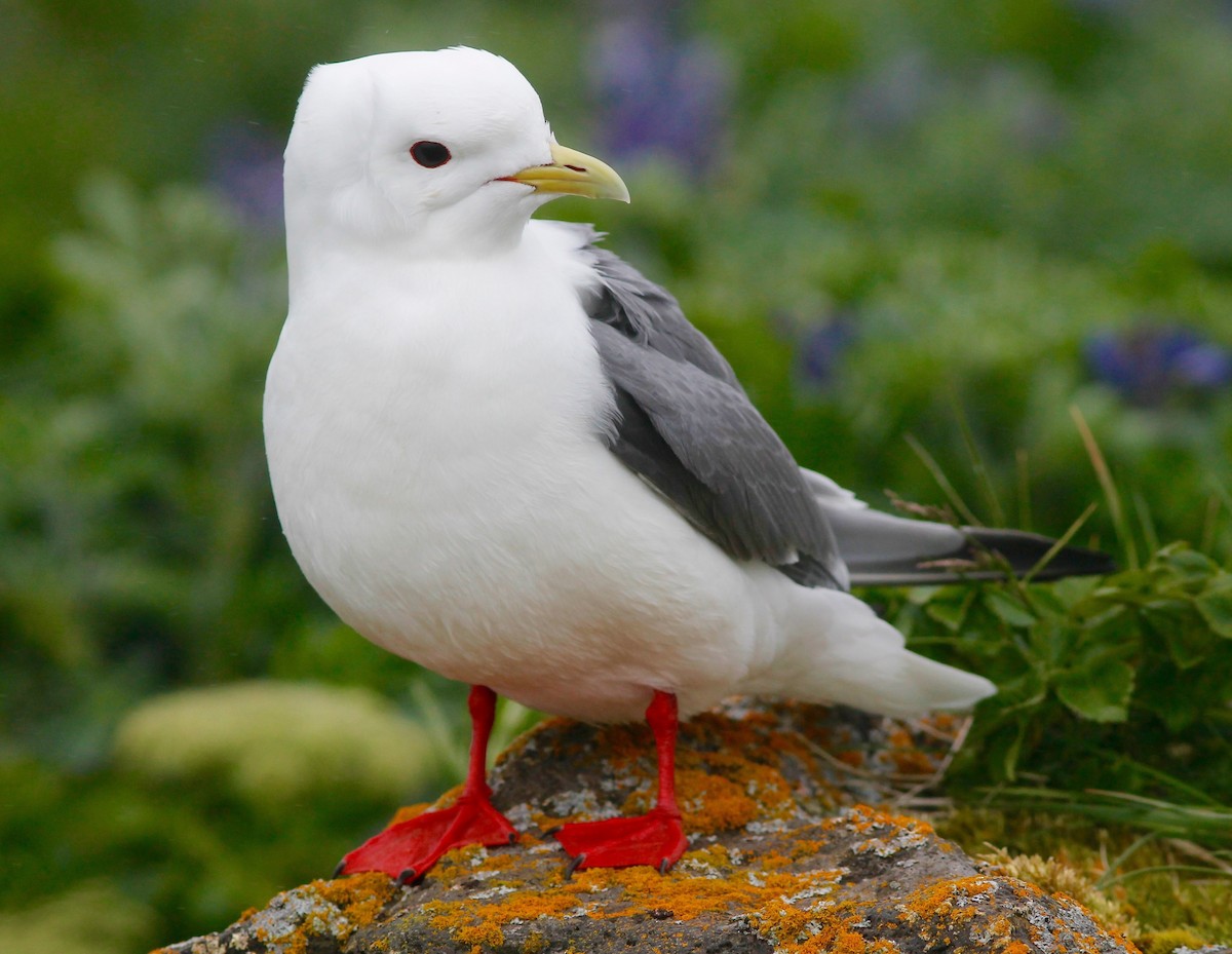 Red-legged Kittiwake - Stephan Lorenz