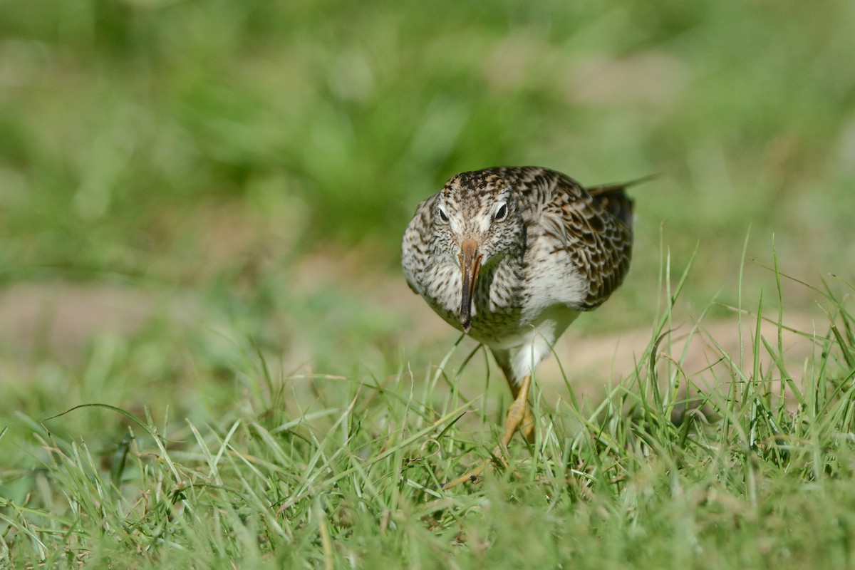 Pectoral Sandpiper - ML305018161