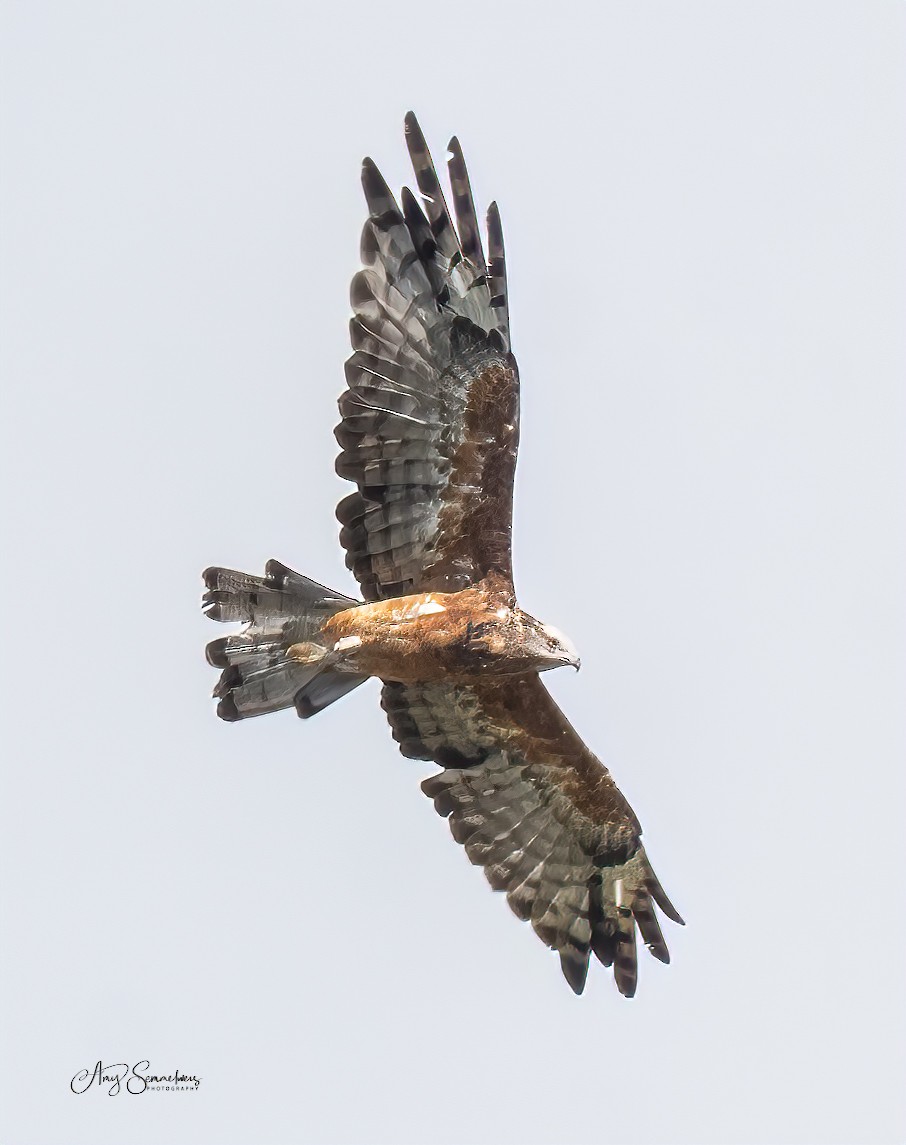 Square-tailed Kite - ML305018641