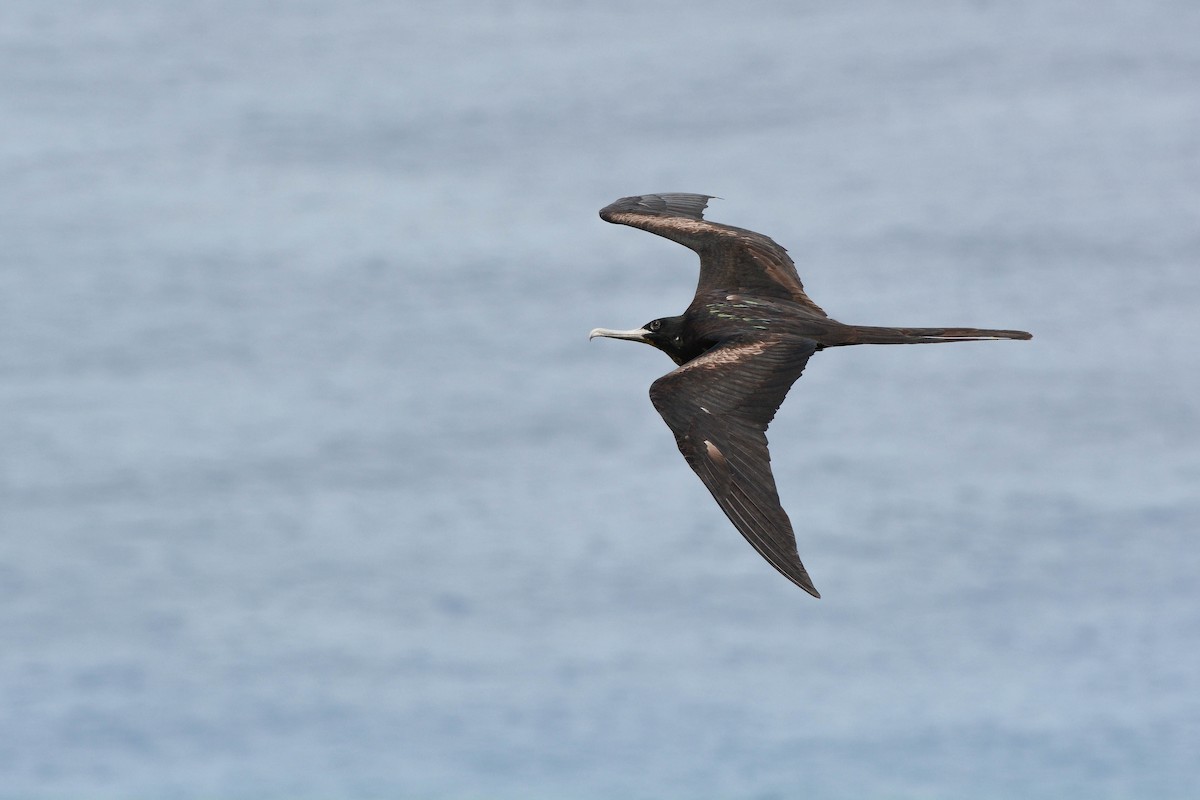 Great Frigatebird - ML305018791