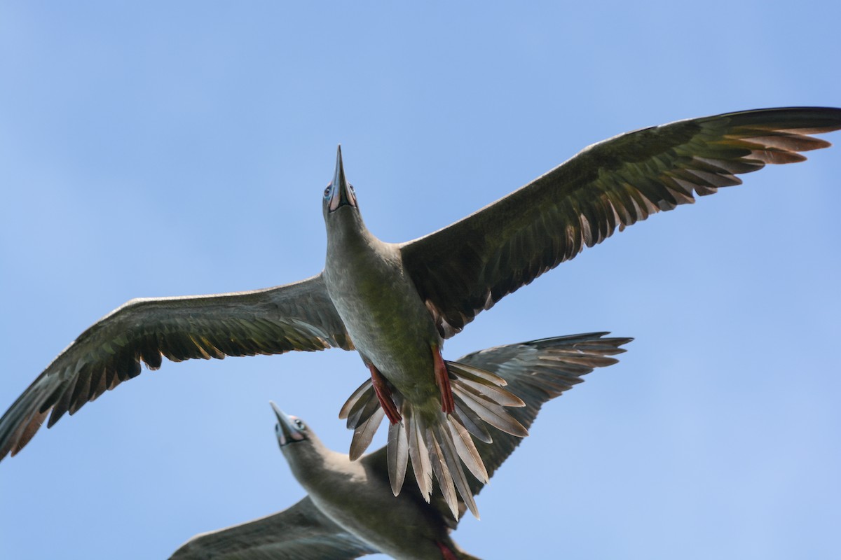 Red-footed Booby - ML305019681