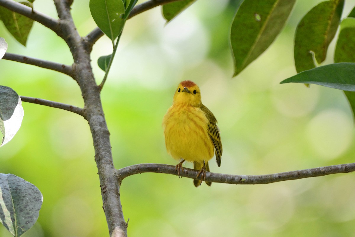 Yellow Warbler - ML305020641