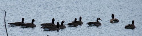 Cackling Goose - ML305020991