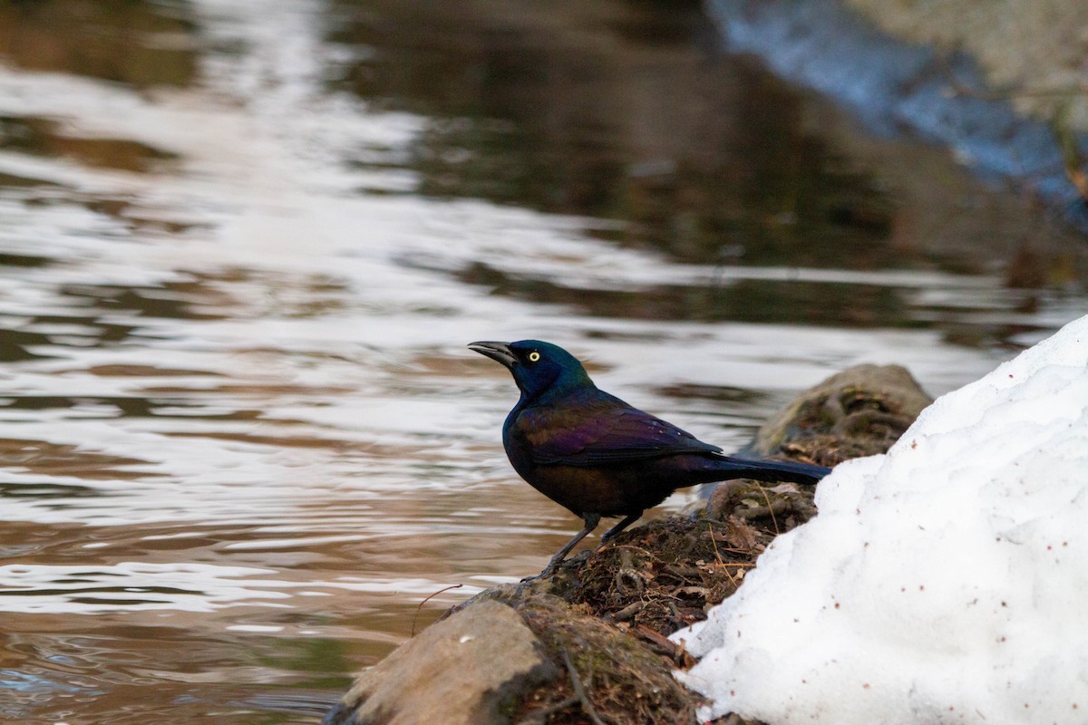 Common Grackle - ML305022681