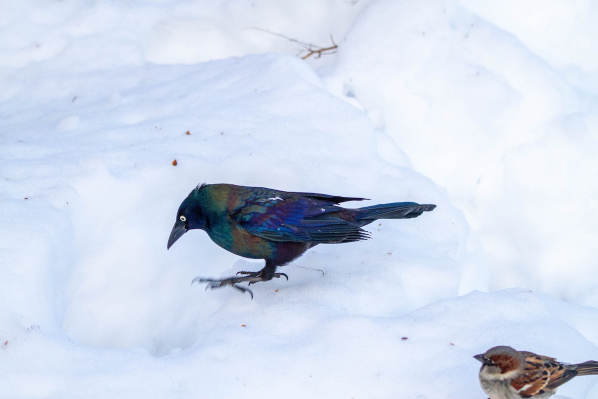 Common Grackle - ML305022761