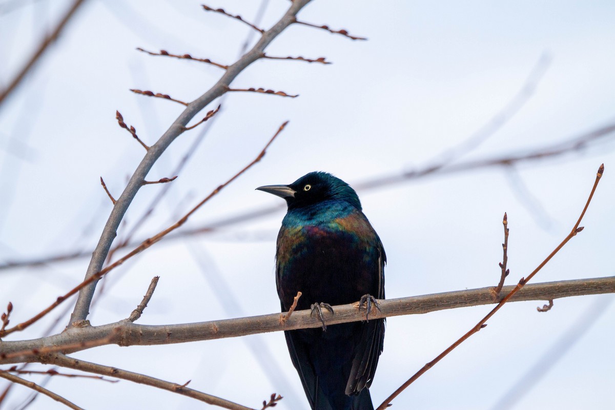 Common Grackle - ML305022781