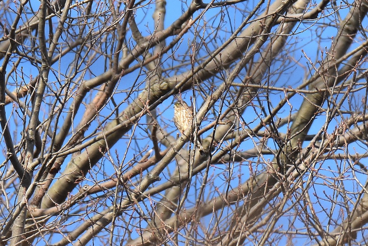Merlin - ML305023931