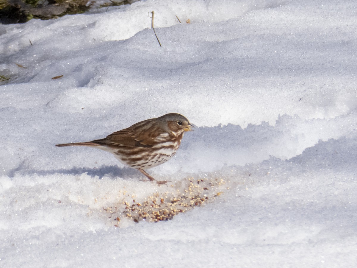 Fox Sparrow - ML305025931