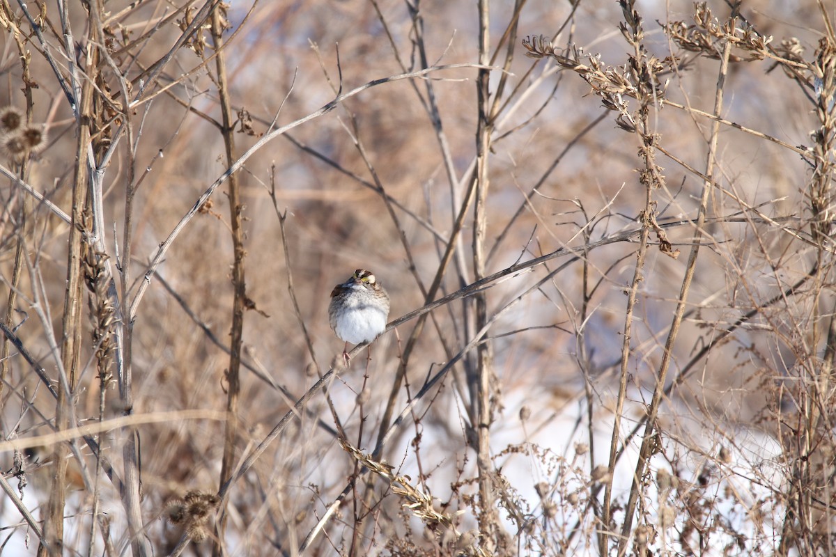 White-throated Sparrow - ML305026531