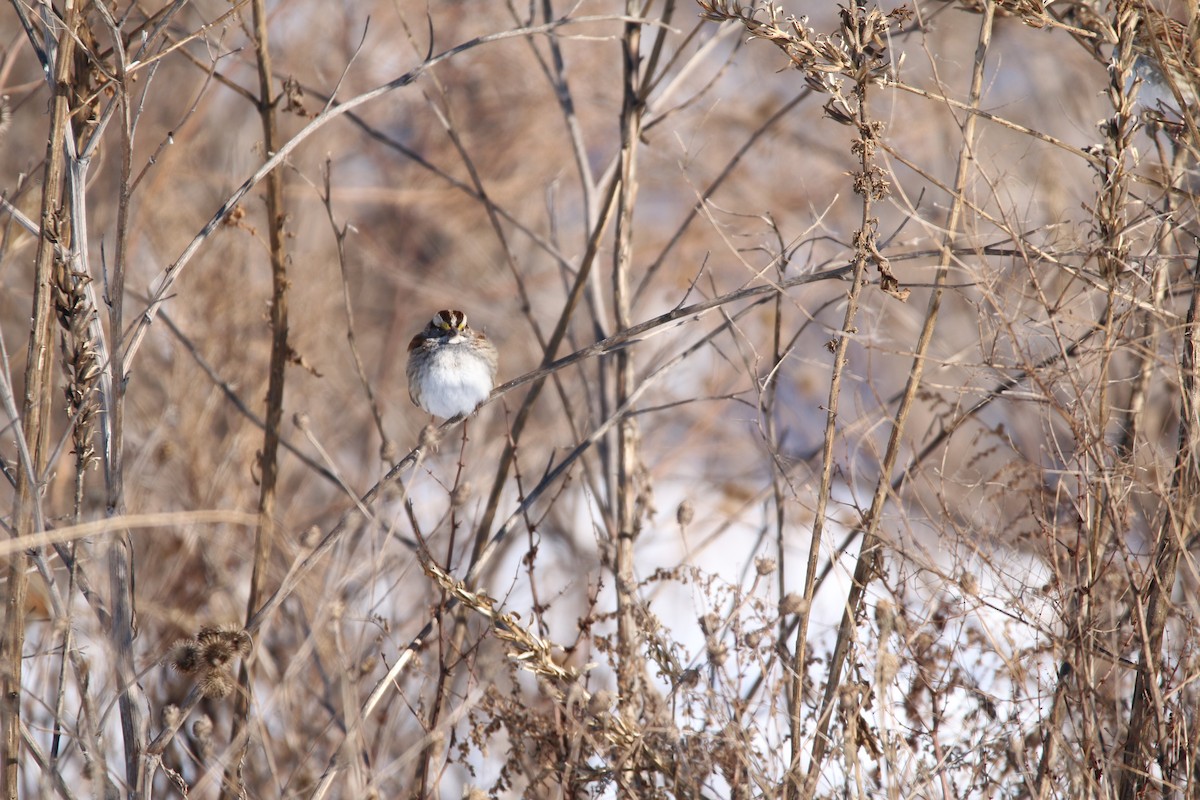 White-throated Sparrow - ML305026541