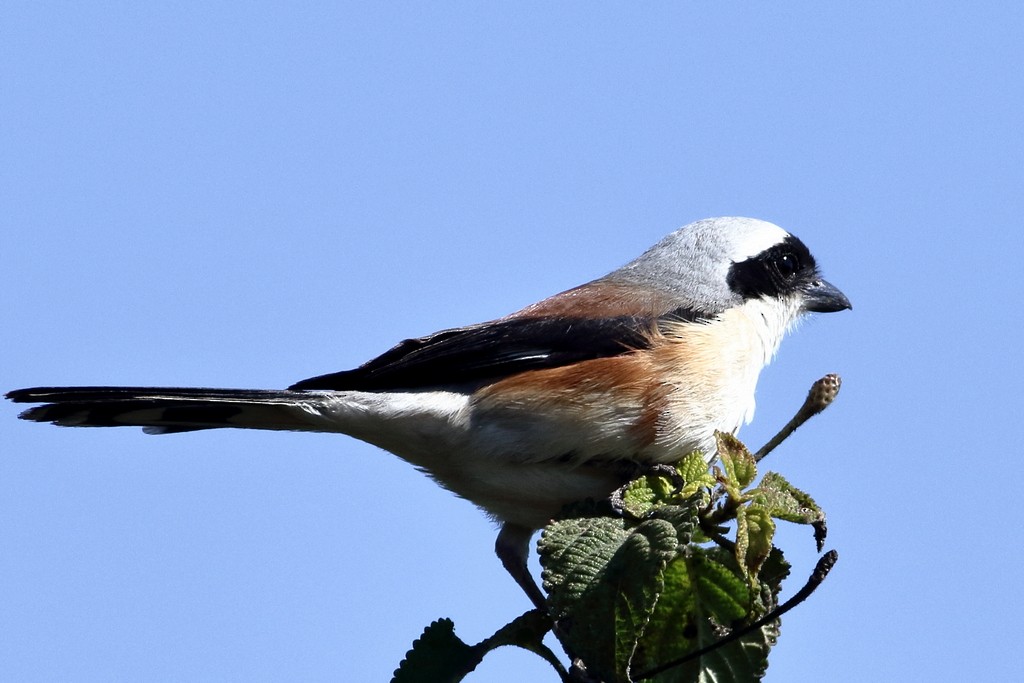 Bay-backed Shrike - ML305028441