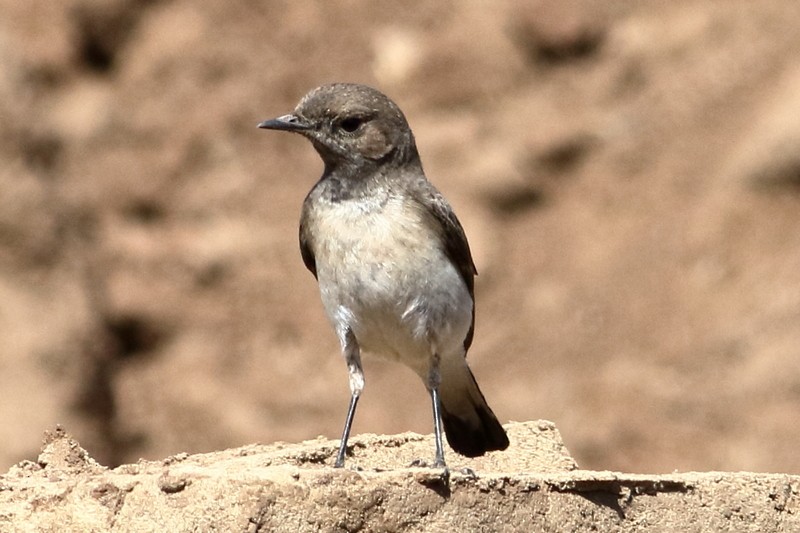 Variable Wheatear - ML305029001